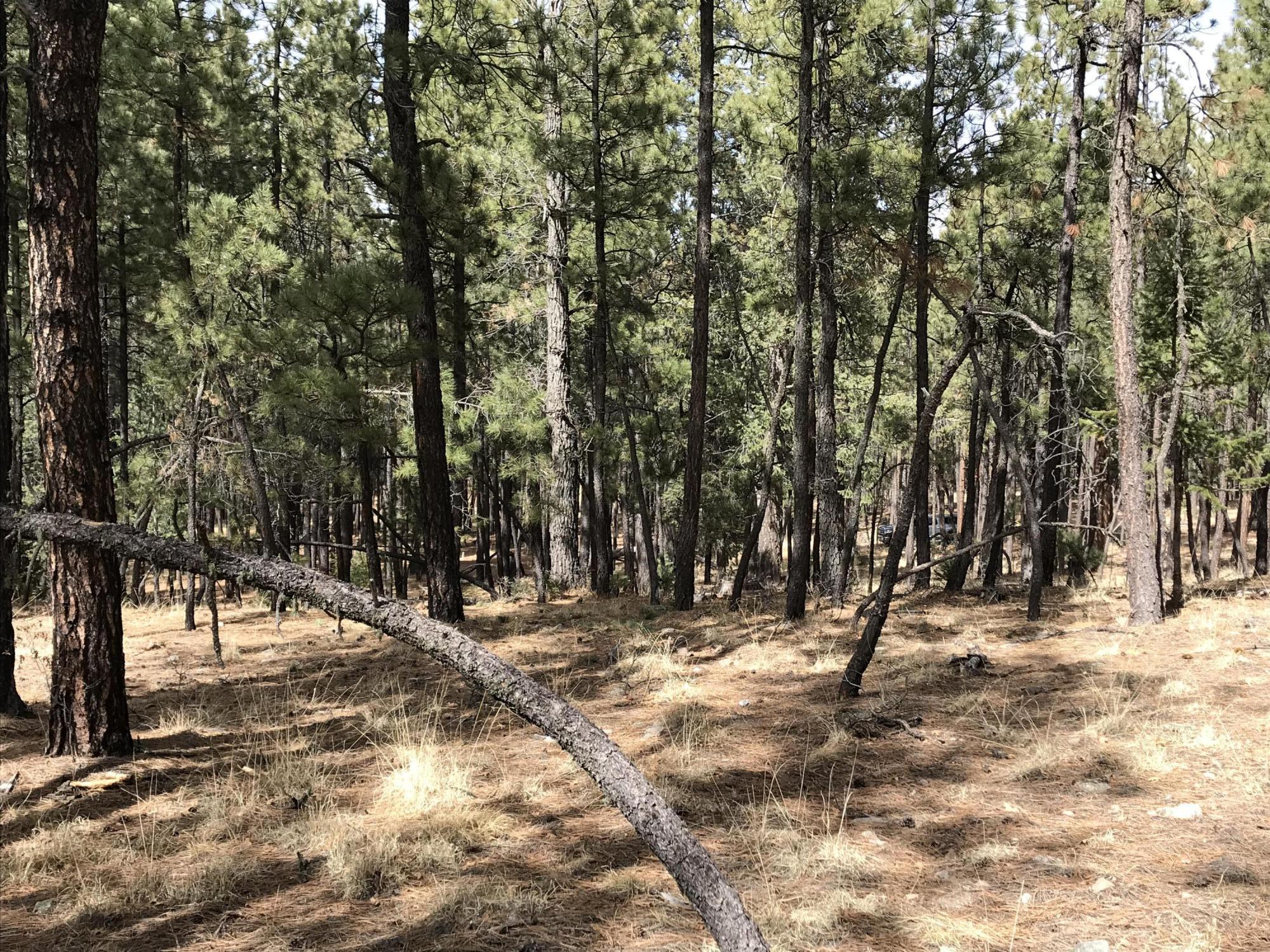 7 Y Co Road Alpine, AZ 85920 - Photo 21 of 29