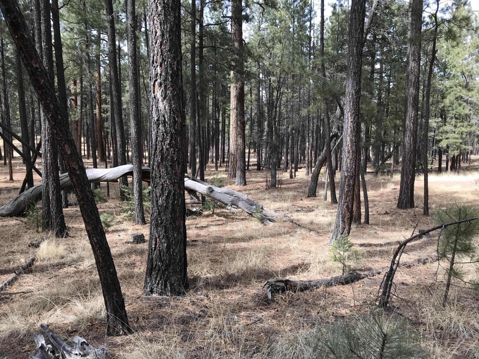 7 Y Co Road Alpine, AZ 85920 - Photo 23 of 29