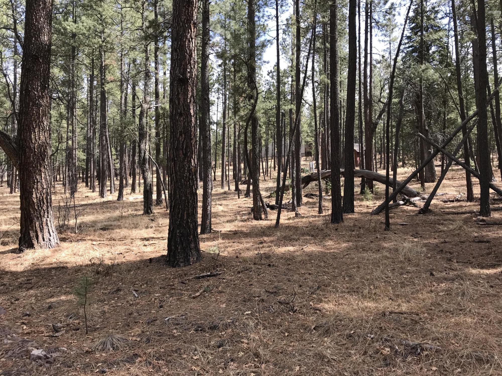 7 Y Co Road Alpine, AZ 85920 - Photo 25 of 29