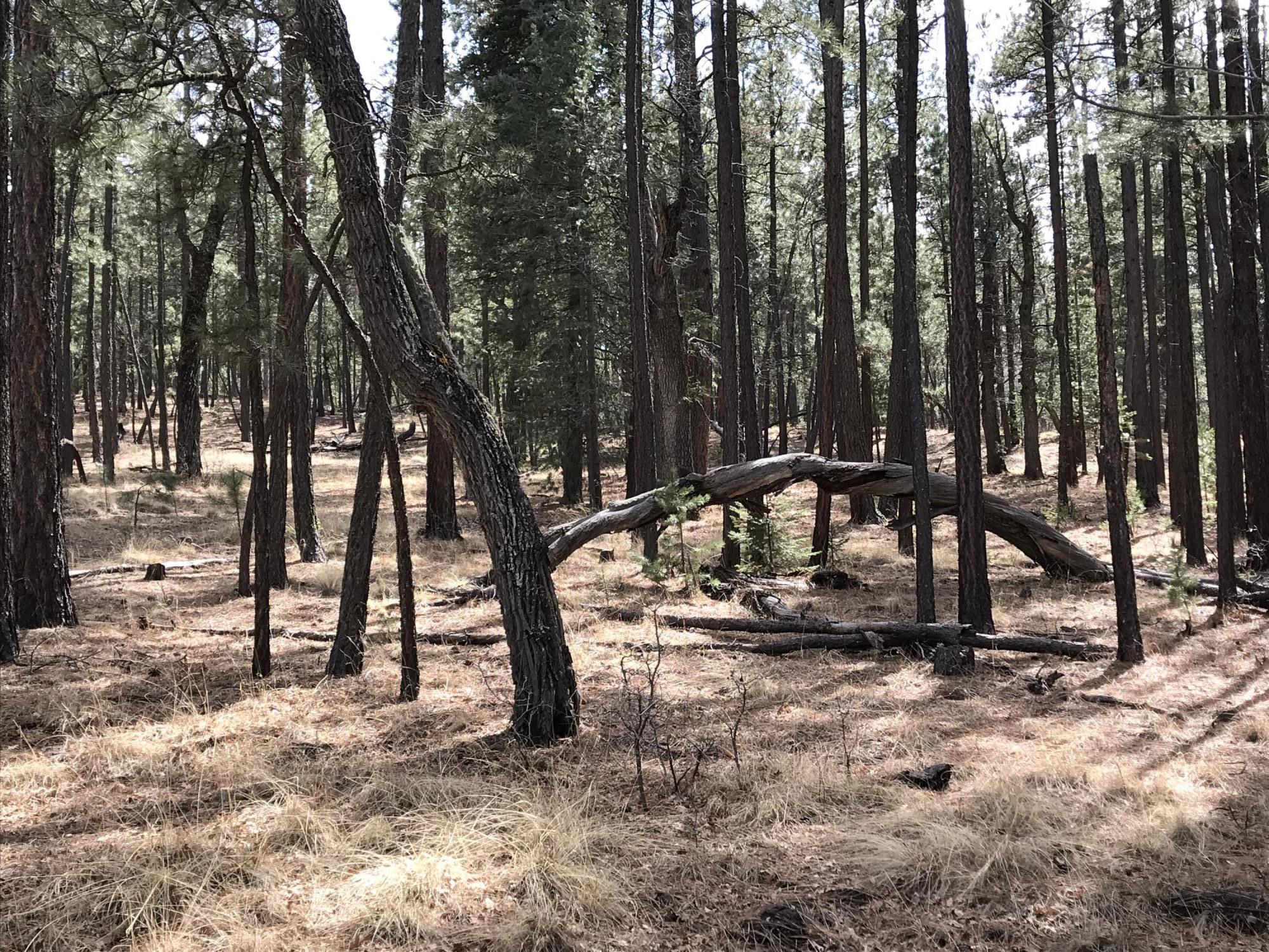 7 Y Co Road Alpine, AZ 85920 - Photo 26 of 29