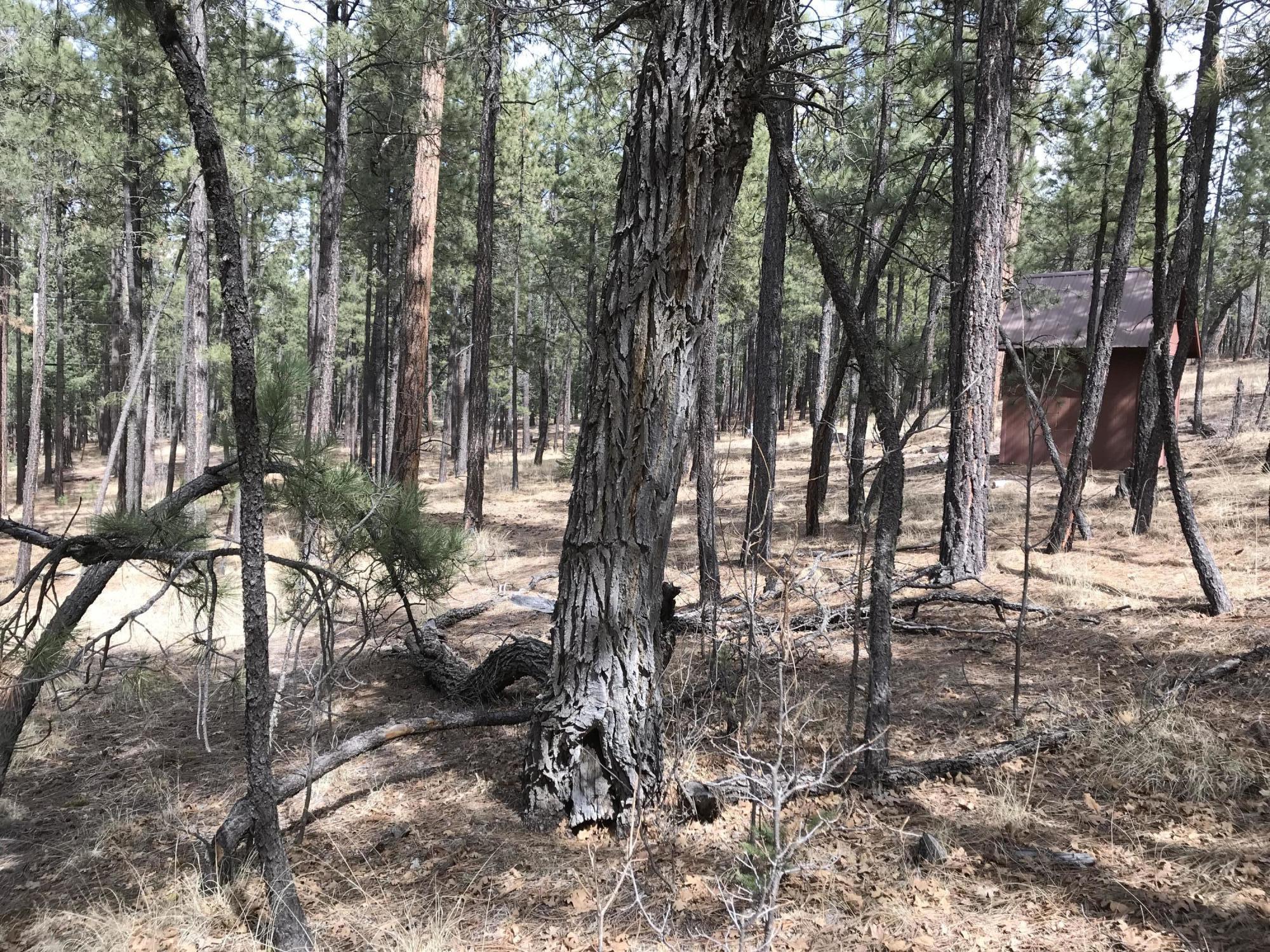 7 Y Co Road Alpine, AZ 85920 - Photo 3 of 29