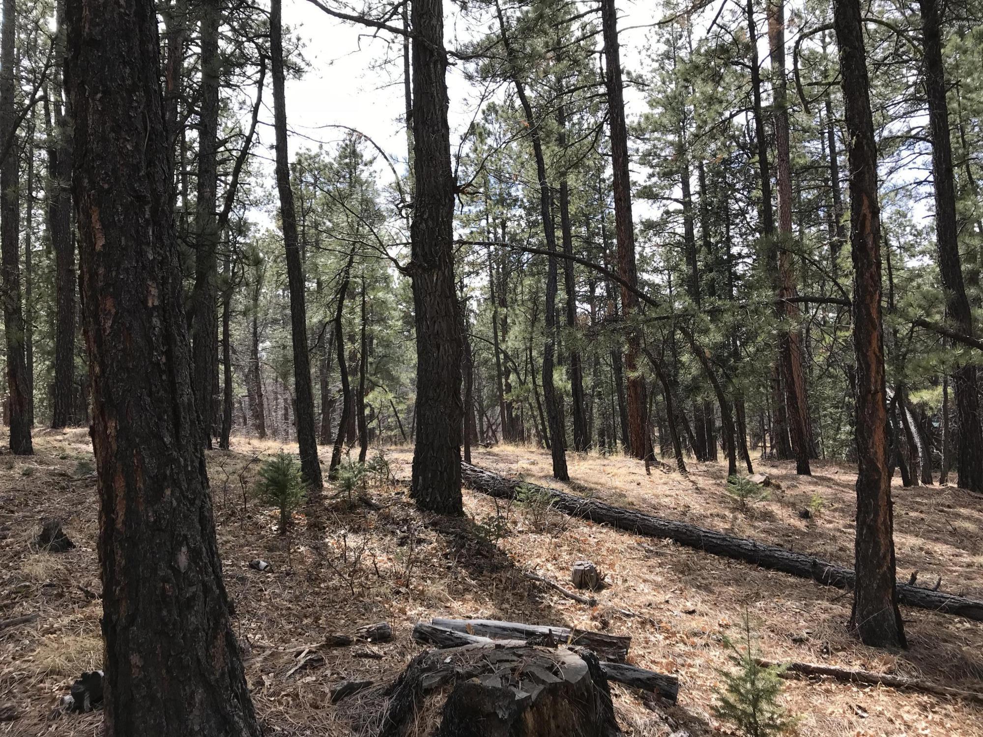 7 Y Co Road Alpine, AZ 85920 - Photo 4 of 29