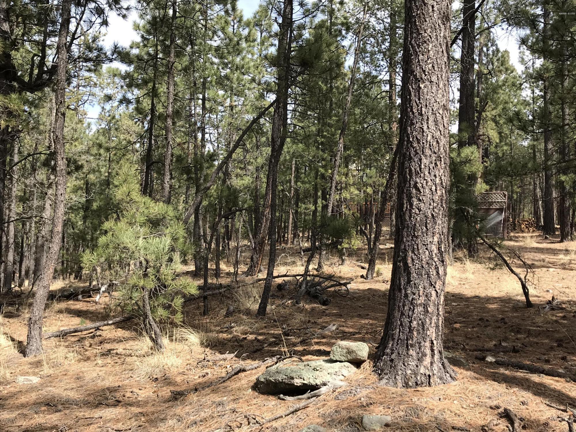 7 Y Co Road Alpine, AZ 85920 - Photo 6 of 29