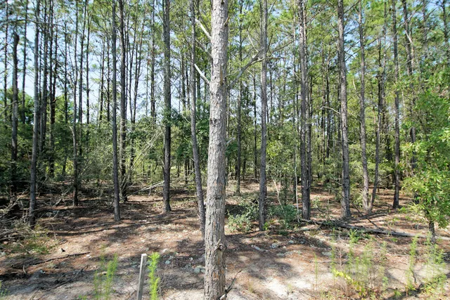 a wooden bench sitting in the middle of a park
