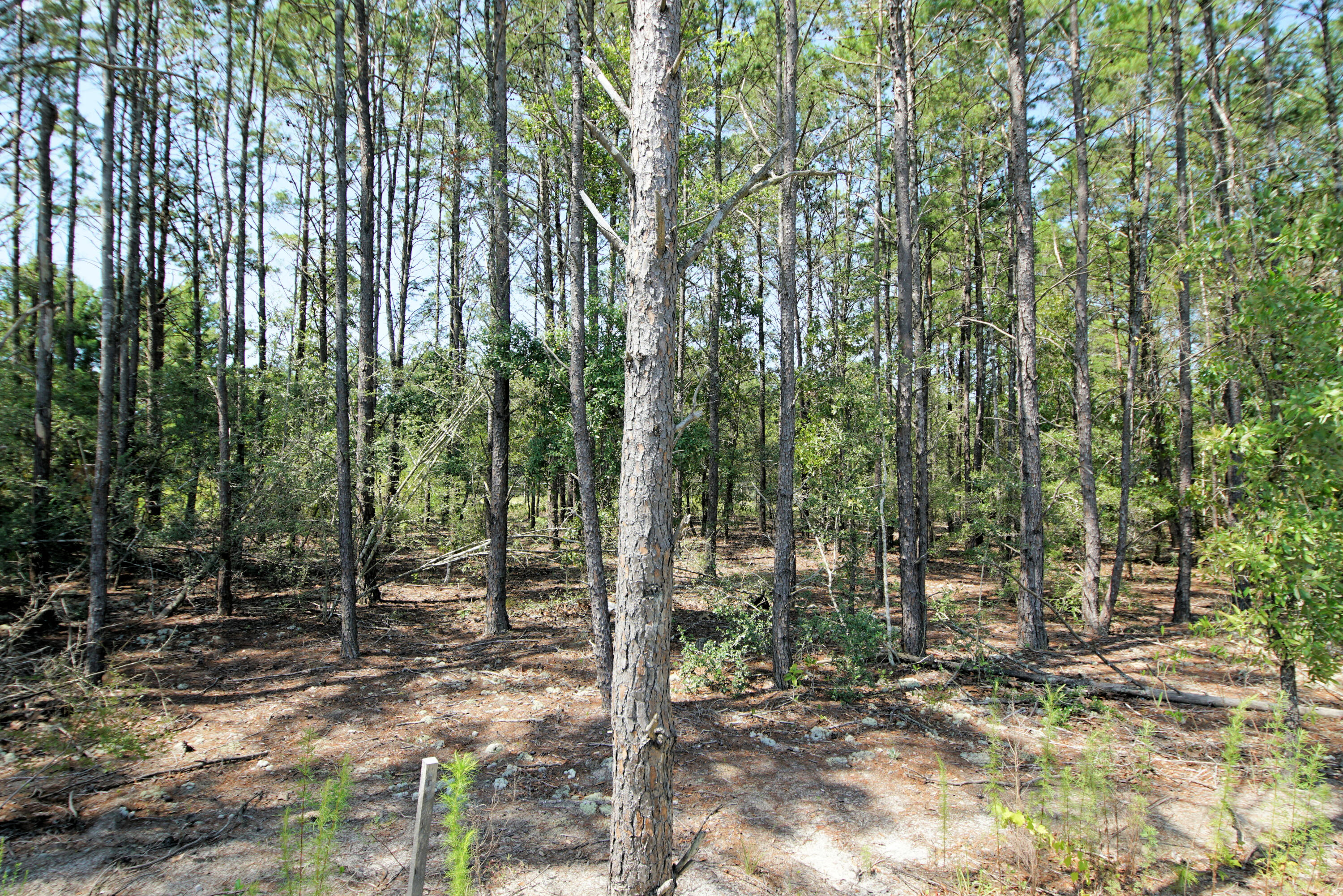 334 This Way Freeport, FL 32439 - Photo 47 of 55 a view of outdoor space and yard