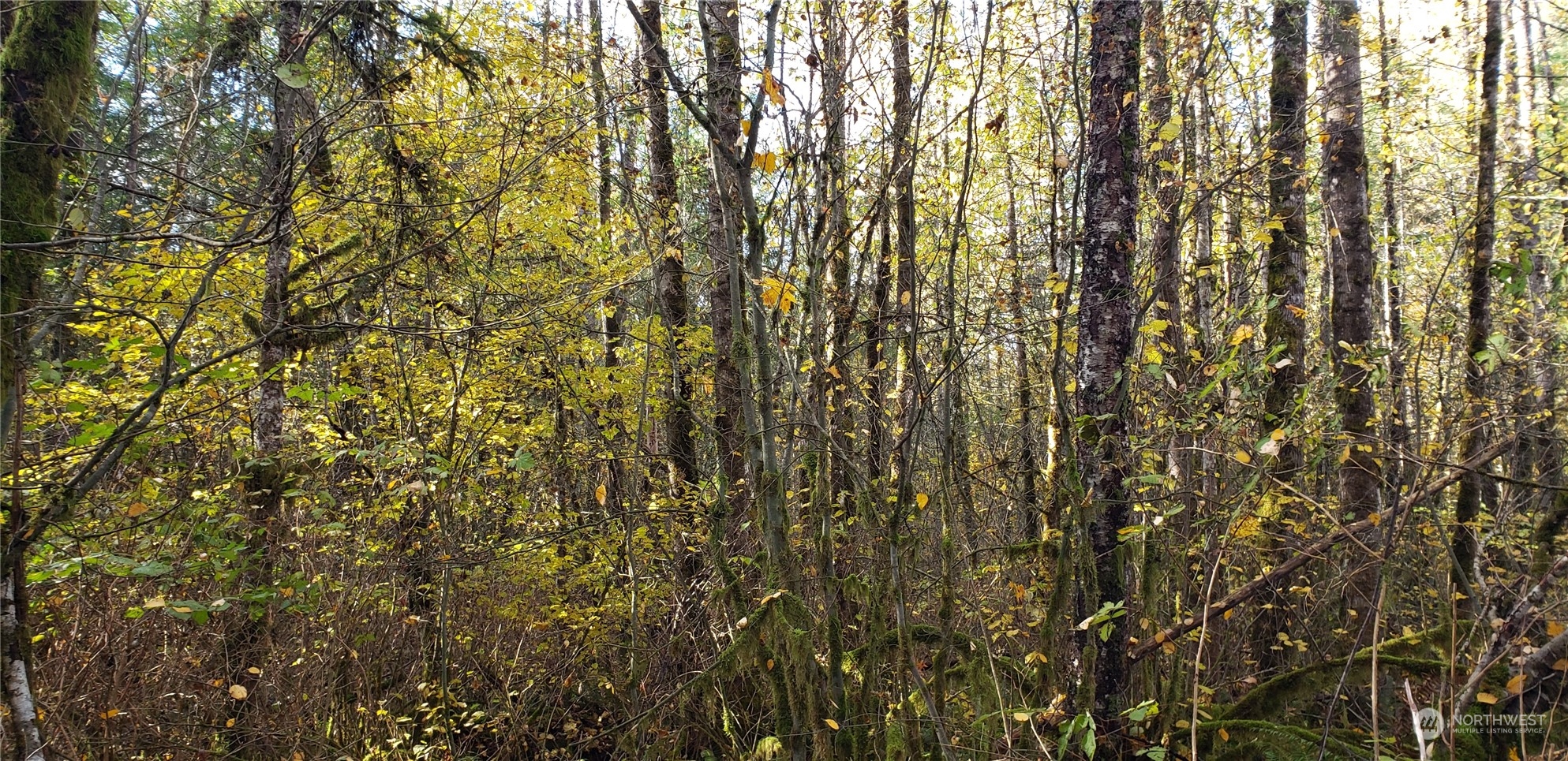 74-xx Pilchuck Tree Farm Road Snohomish, WA 98290 - Photo 17 of 22 Gallery Image 17