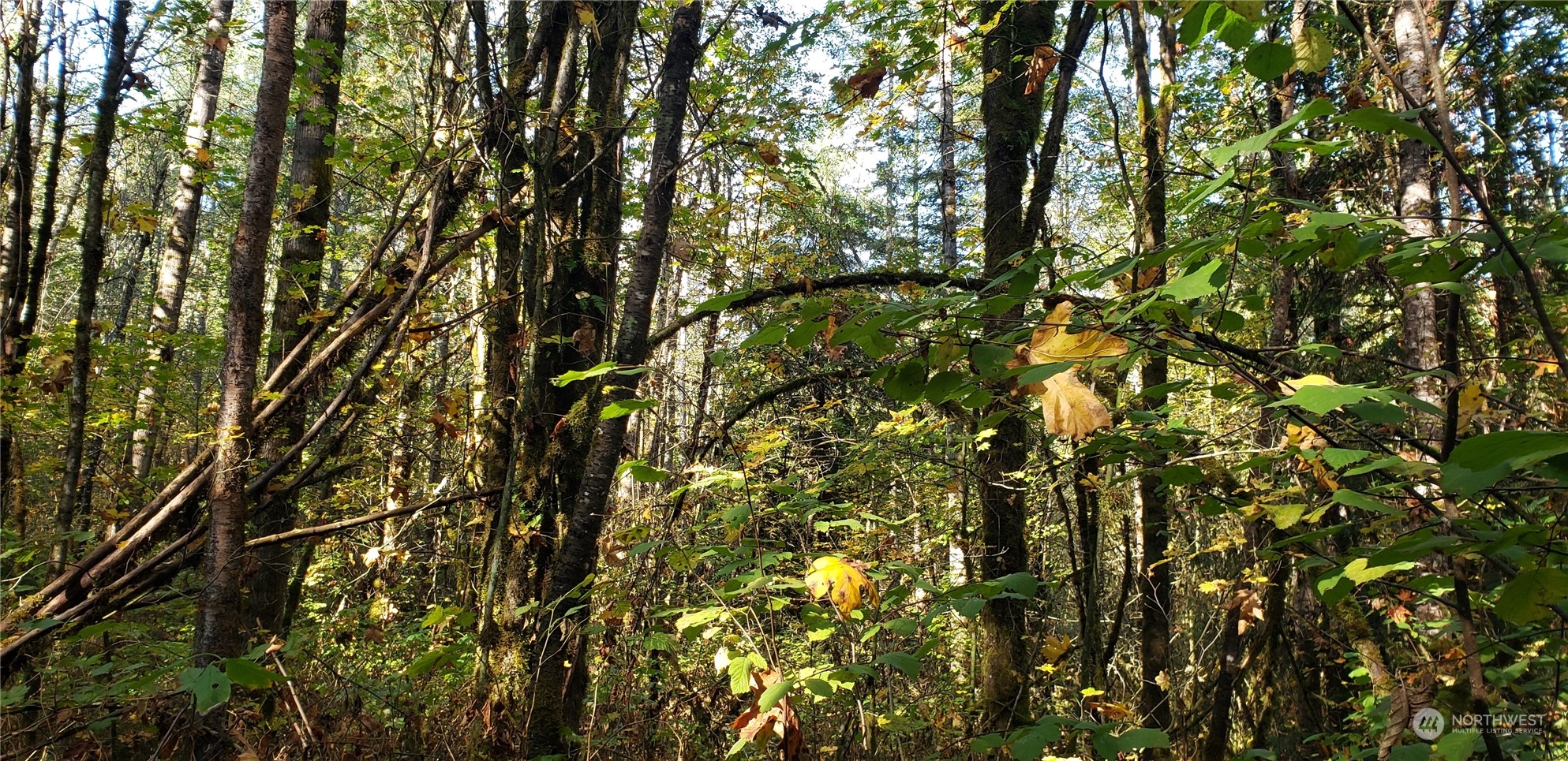 74-xx Pilchuck Tree Farm Road Snohomish, WA 98290 - Photo 5 of 22 Gallery Image 5