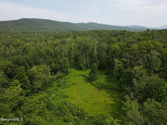 a view of a lush green forest