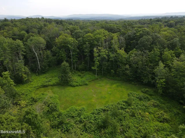 a view of a garden with a tree