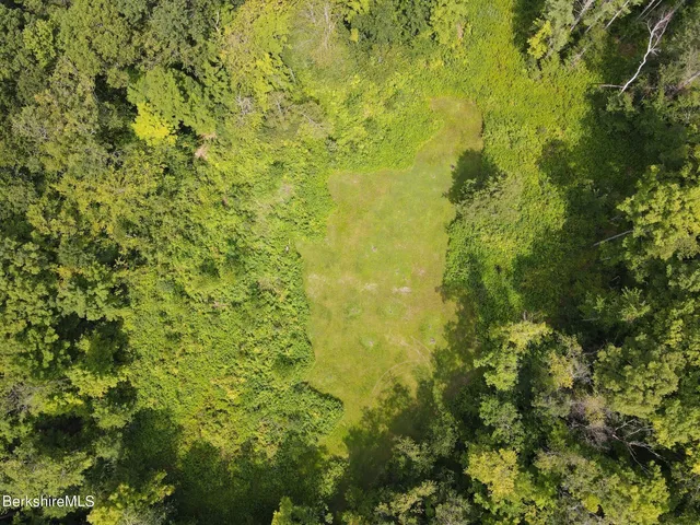 a view of a big yard with plants and large trees