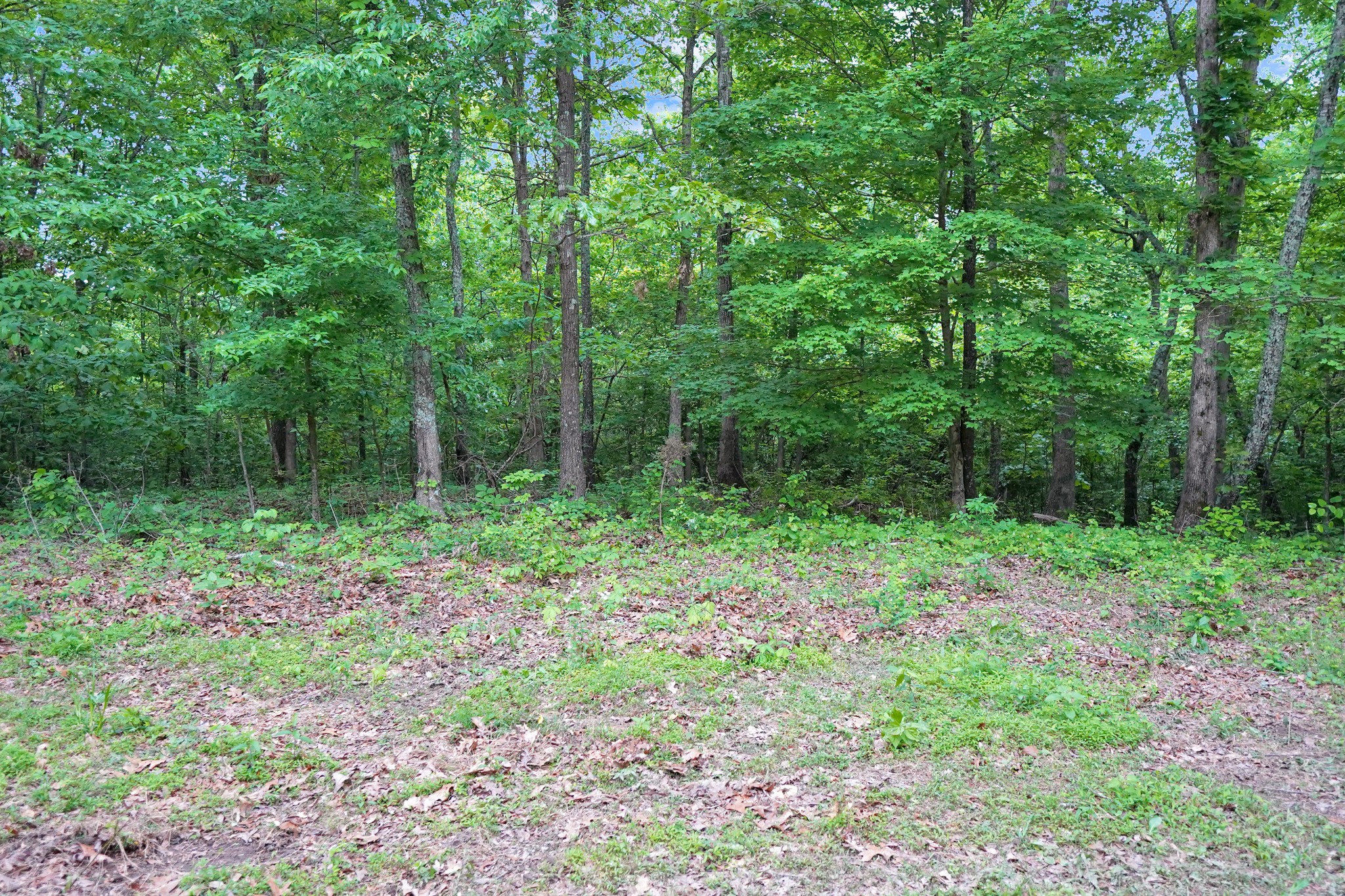 0 Cottrell Ridge Road Dover, TN 37058 - Photo 8 of 13 Gallery Image 8