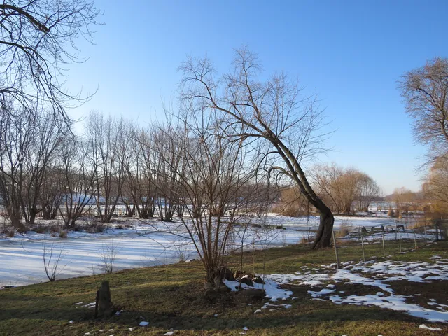 a view of a yard with plants and trees
