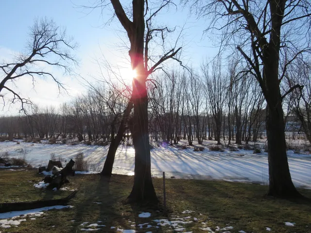 a view of yard with trees