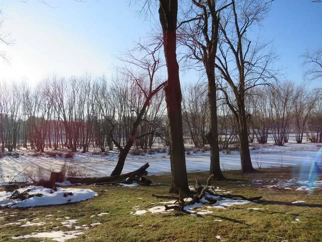 a view of yard with tree