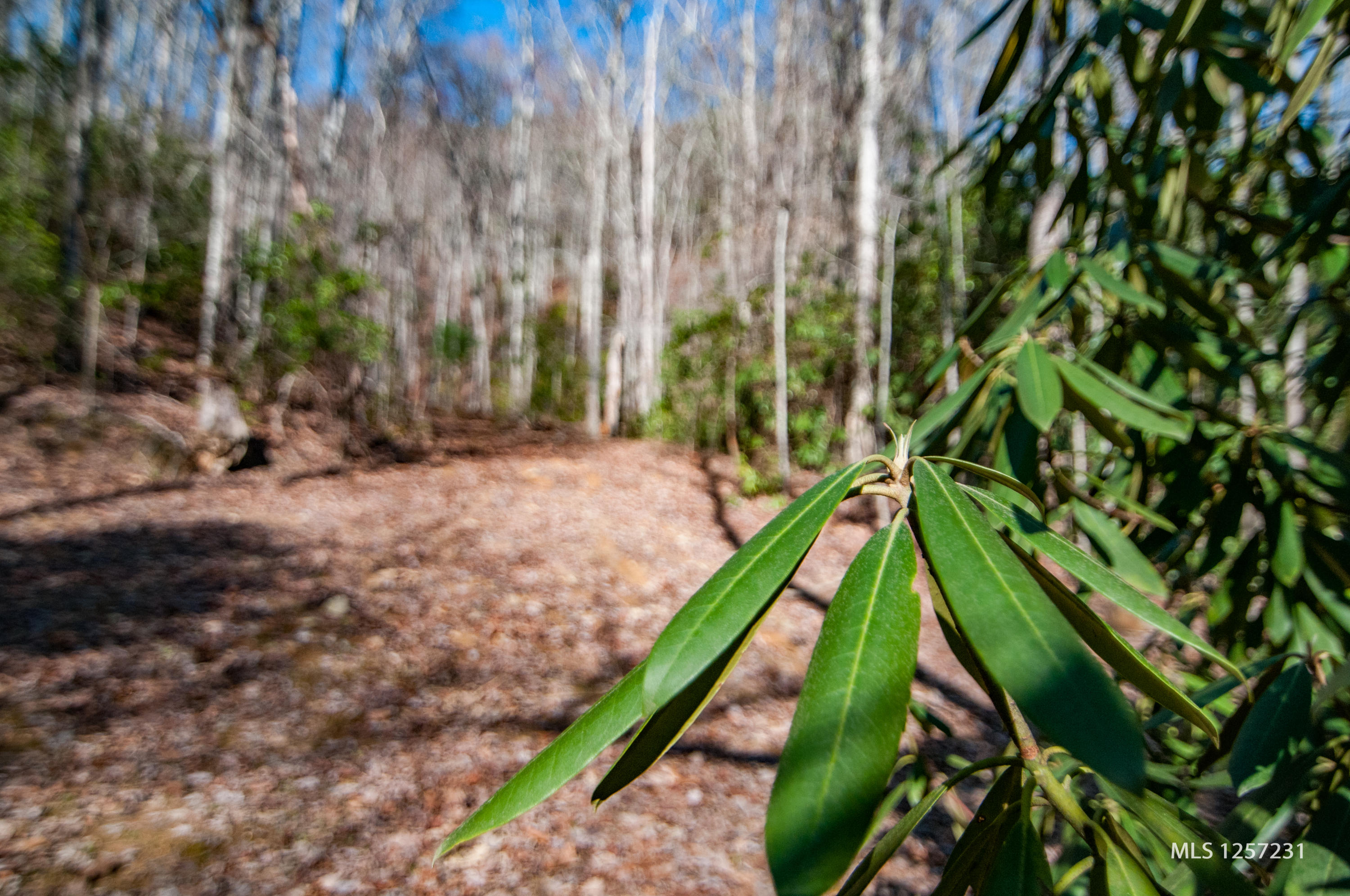 442 Johnson Cove Road Copperhill, TN 37317 - Photo 34 of 42 Rhododendron by the thousands