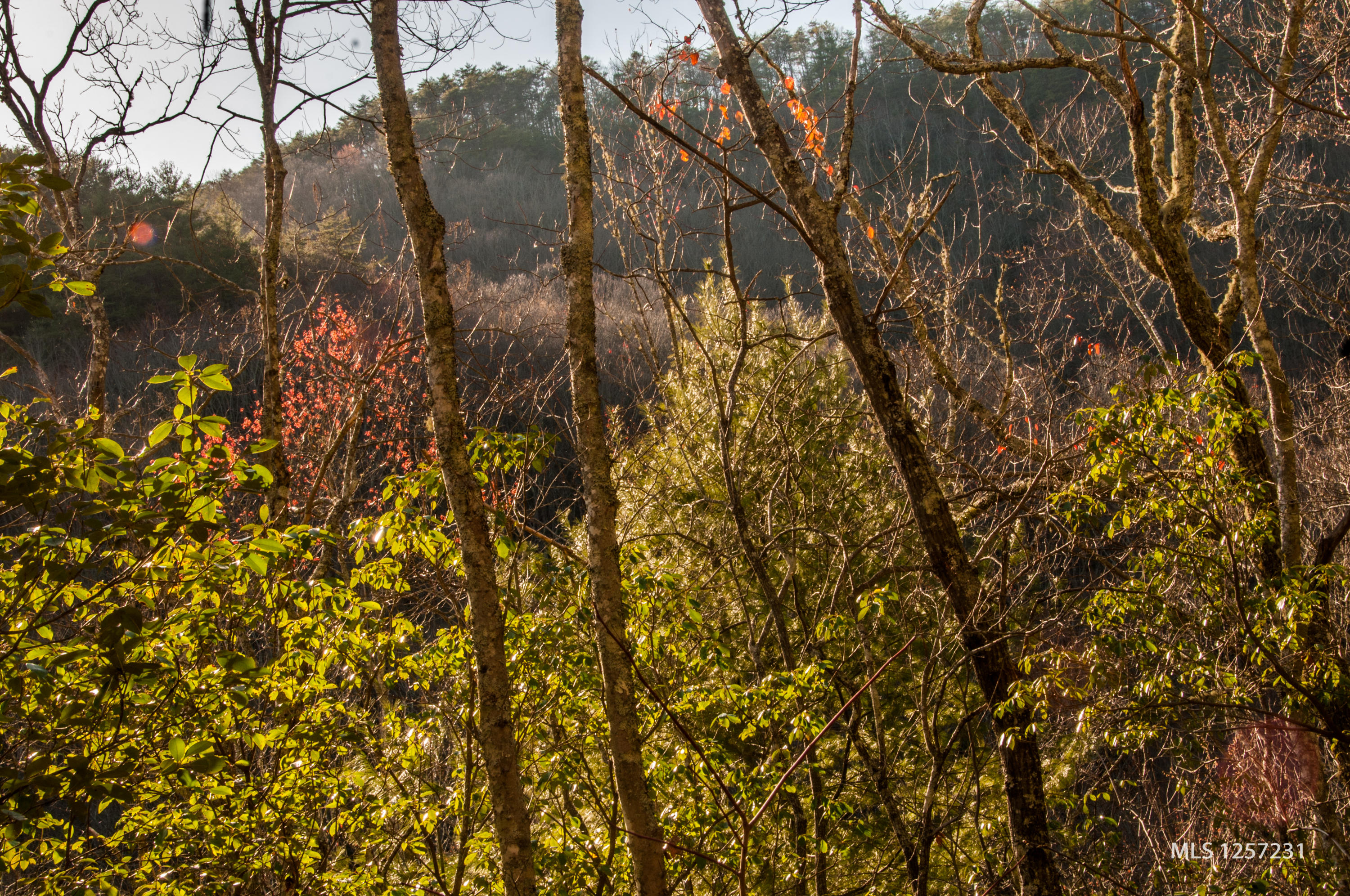442 Johnson Cove Road Copperhill, TN 37317 - Photo 35 of 42 Its Spring Time