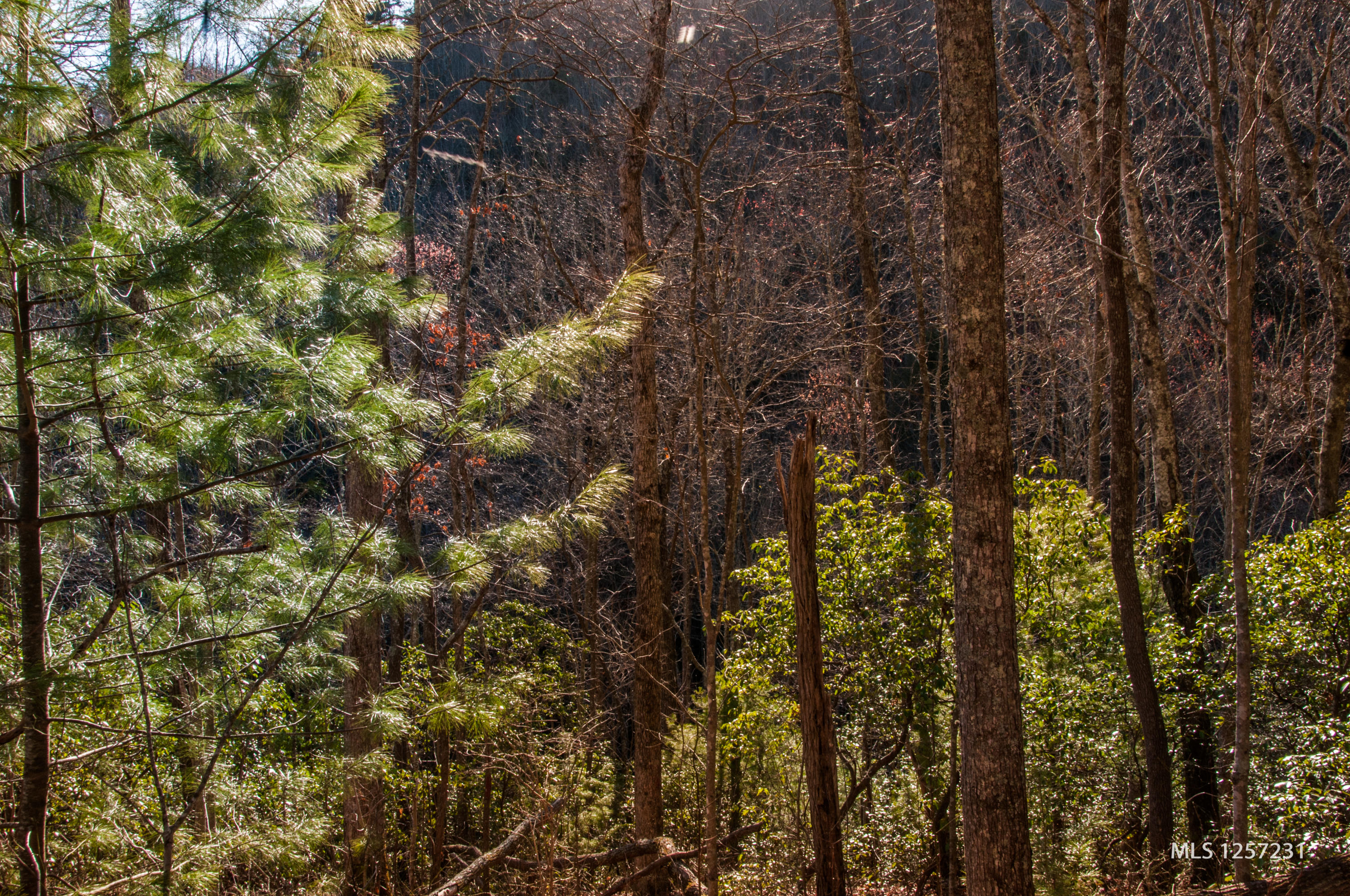442 Johnson Cove Road Copperhill, TN 37317 - Photo 36 of 42 Spring is Sprung