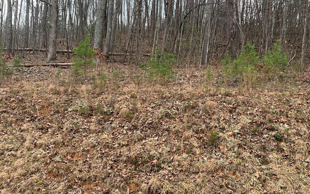 Lot20 Wolf Ridge Lane Murphy, NC 28906 - Photo 14 of 17 Additional View