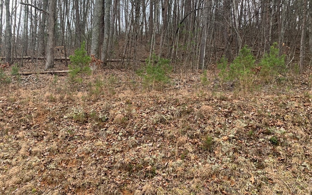 Lot20 Wolf Ridge Lane Murphy, NC 28906 - Photo 6 of 17 Additional View