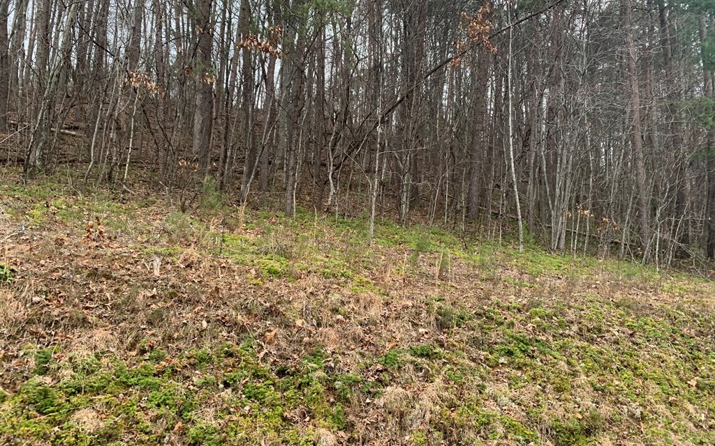 Lot20 Wolf Ridge Lane Murphy, NC 28906 - Photo 10 of 17 Additional View