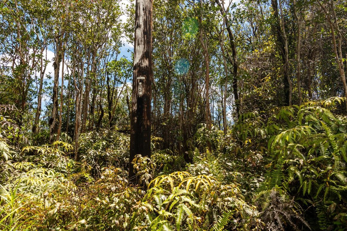 8192 Anthurium Street Mountain View, HI 96771 - Photo 13 of 20