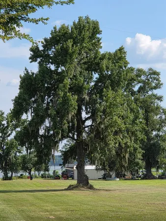 a view of a swimming pool and trees in the background