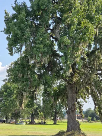 a view of a big yard with a large trees
