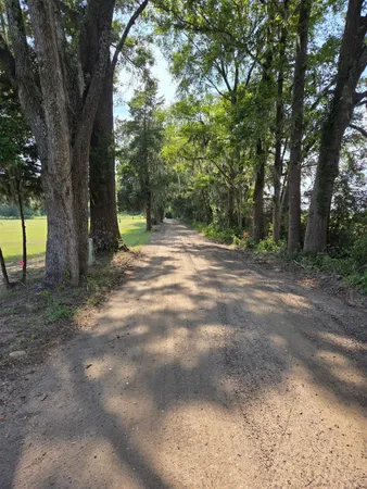 a view of field with tall trees