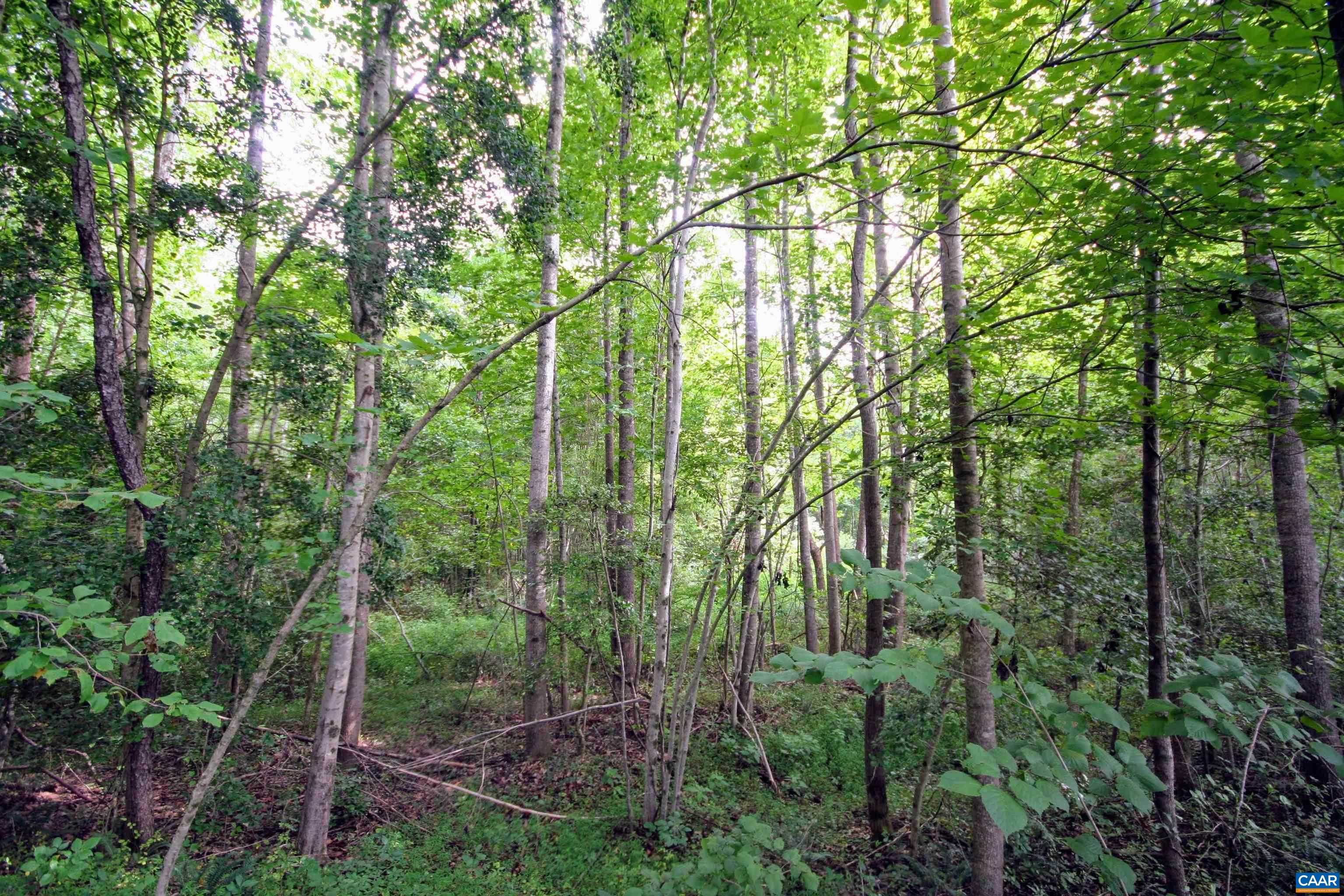 Tba Back Mountain Road Dillwyn, VA 23936 - Photo 31 of 73 a view of a forest with trees