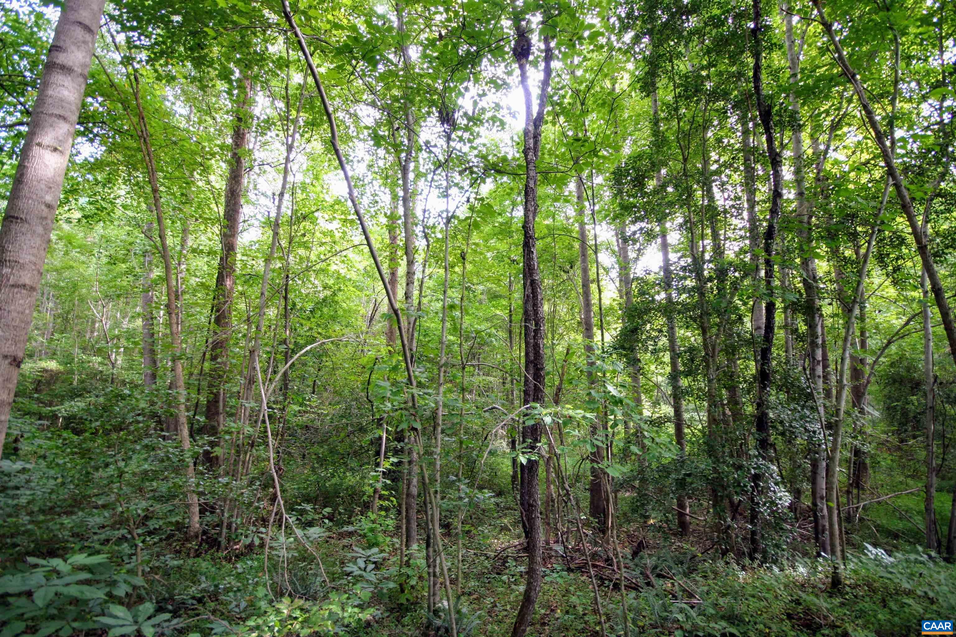 Tba Back Mountain Road Dillwyn, VA 23936 - Photo 33 of 73 a view of a forest with lots of trees