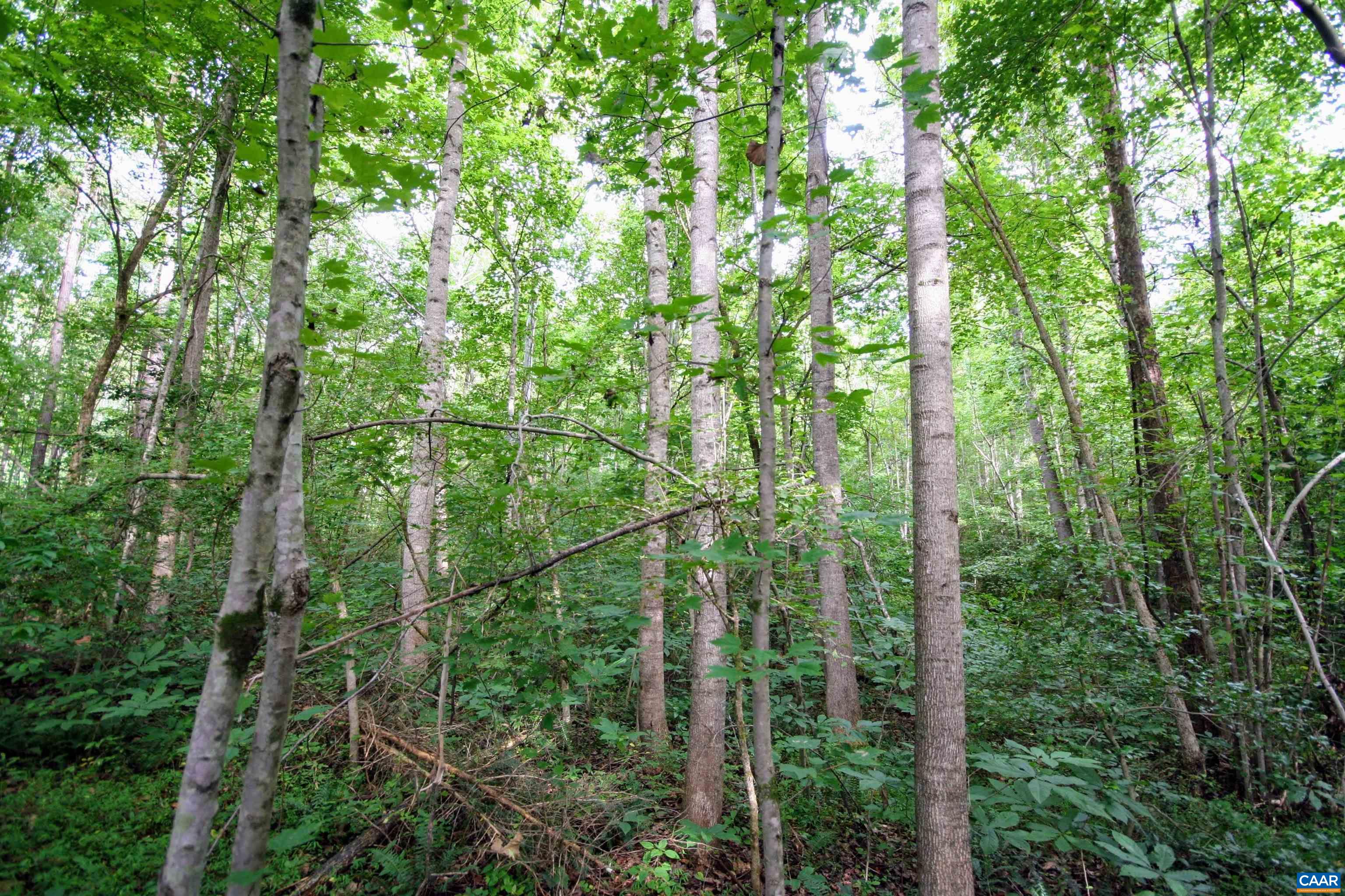Tba Back Mountain Road Dillwyn, VA 23936 - Photo 34 of 73 a view of a forest with trees