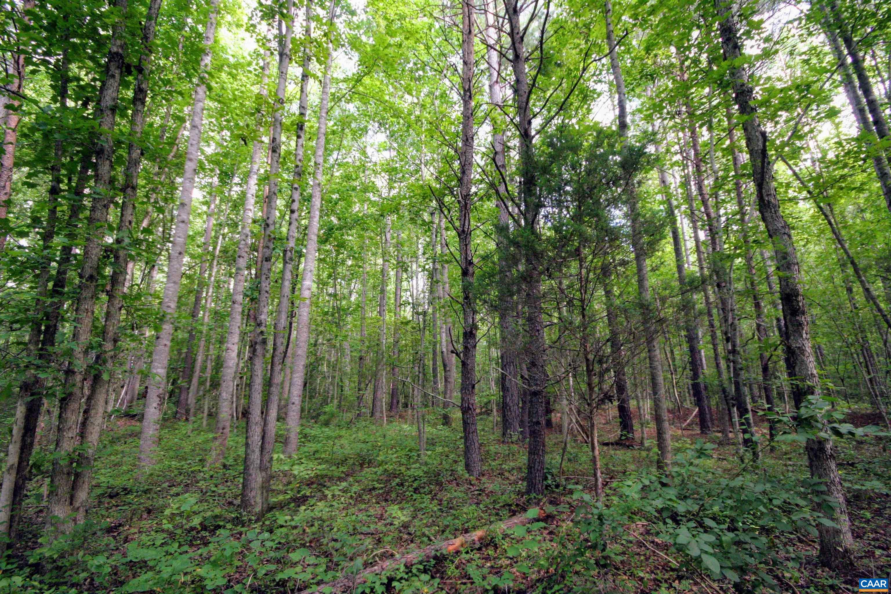 Tba Back Mountain Road Dillwyn, VA 23936 - Photo 43 of 73 a view of forest