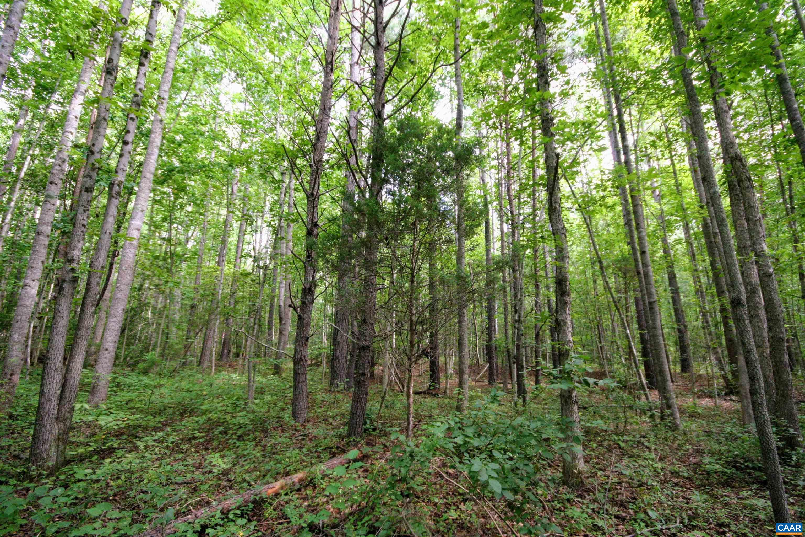 Tba Back Mountain Road Dillwyn, VA 23936 - Photo 45 of 73 a view of forest