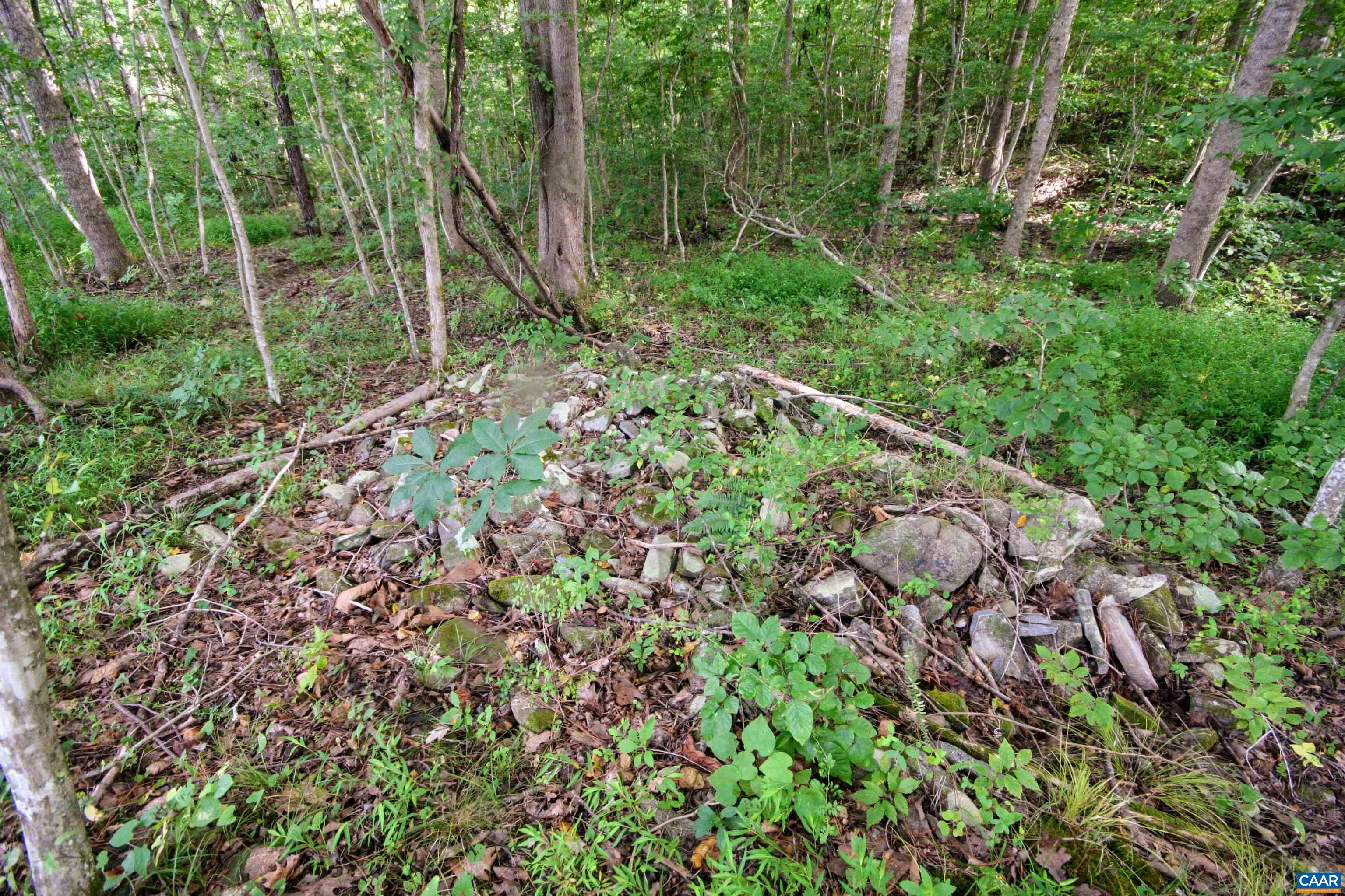 Tba Back Mountain Road Dillwyn, VA 23936 - Photo 49 of 73 a view of a lush green forest with large trees