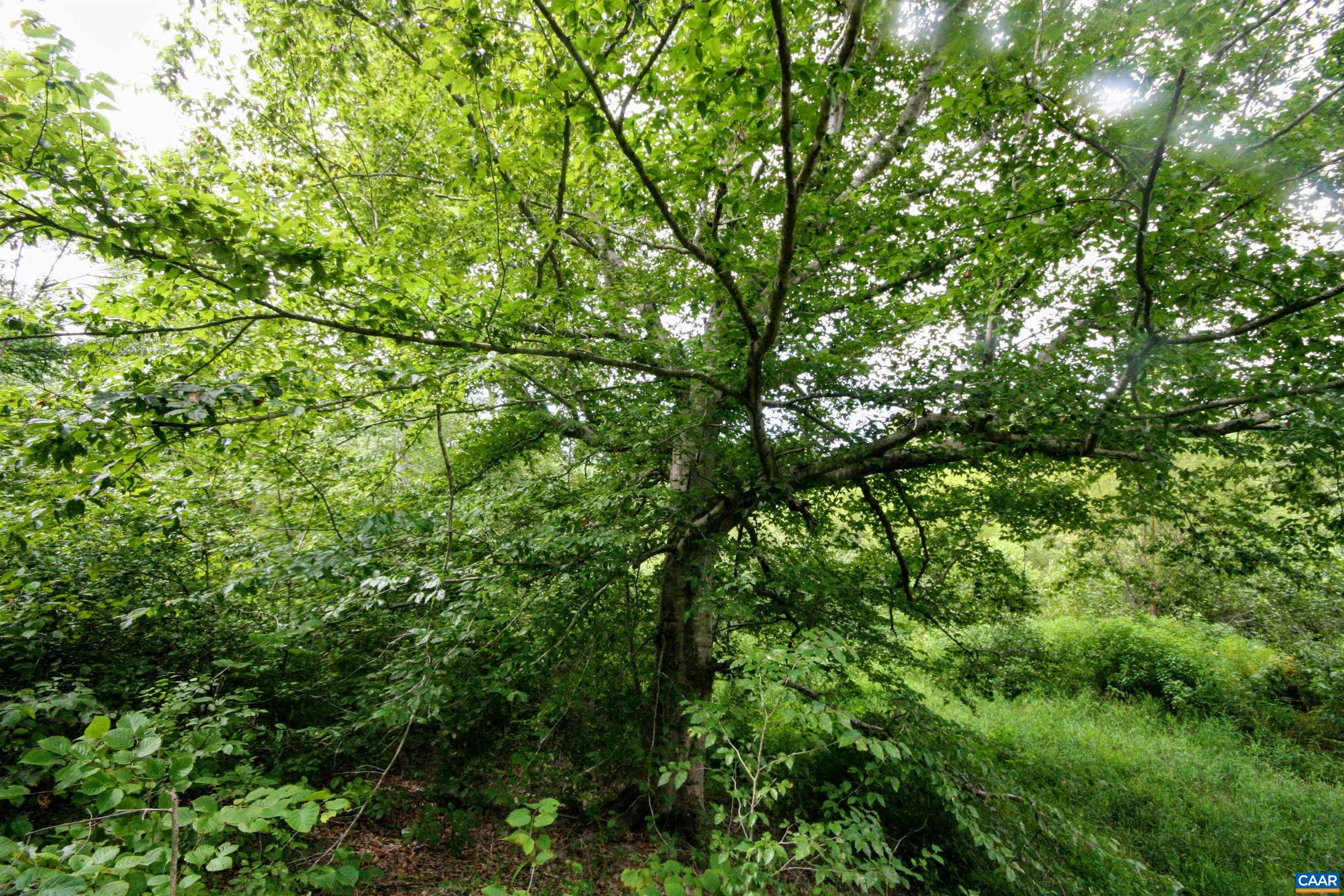 Tba Back Mountain Road Dillwyn, VA 23936 - Photo 66 of 73 a view of a lush green forest