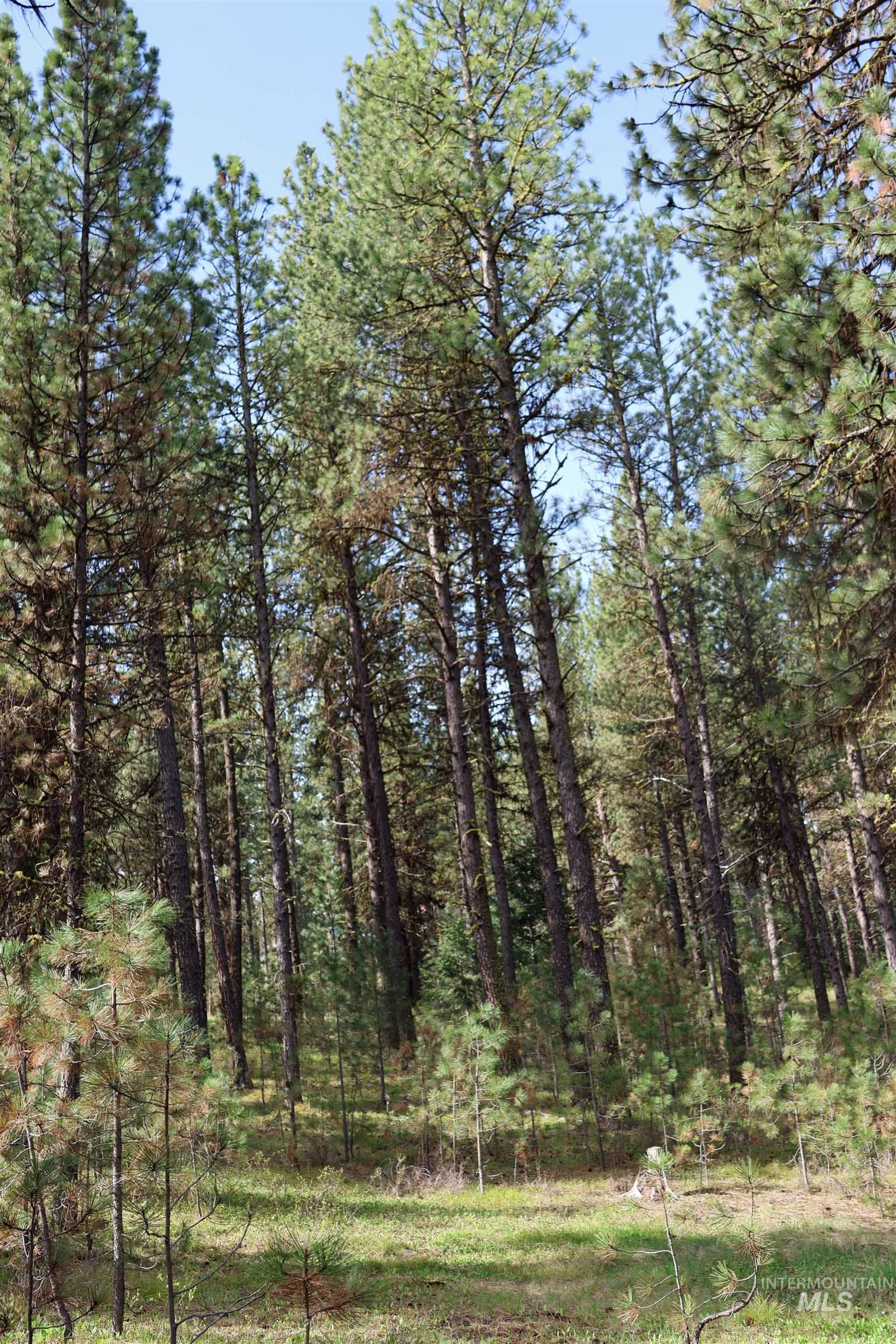 Lot 6 Hot Springs Road New Meadows, ID 83654 - Photo 7 of 11