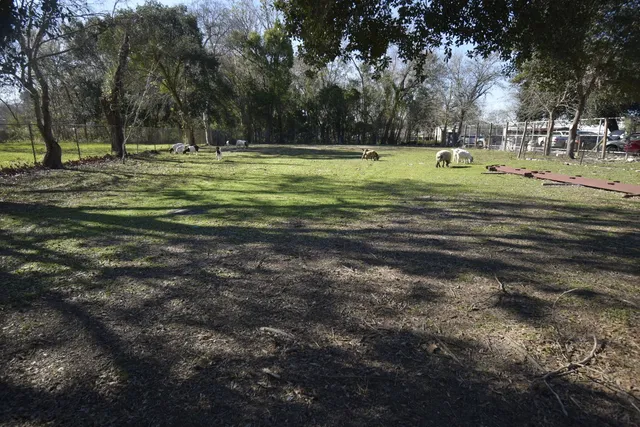 a big yard with lots of trees and plants