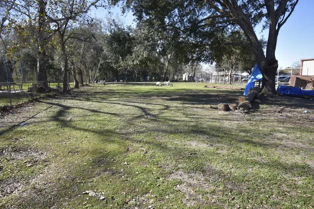 a view of a park with large trees