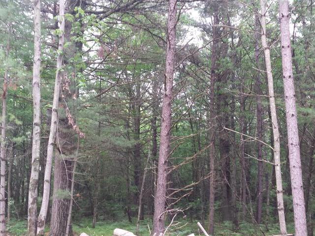 Lot 8 The Point Road East Tomahawk, WI 54487 - Photo 6 of 6 Gallery Image 6
