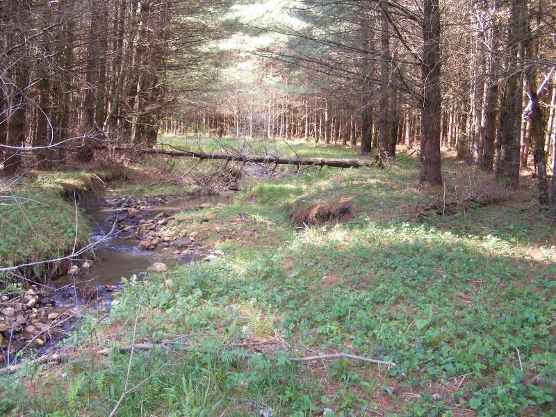 2527 Horse Ridge Road Northwest Willis, VA 24380 - Photo 6 of 29 DSCF5146 (800x600)