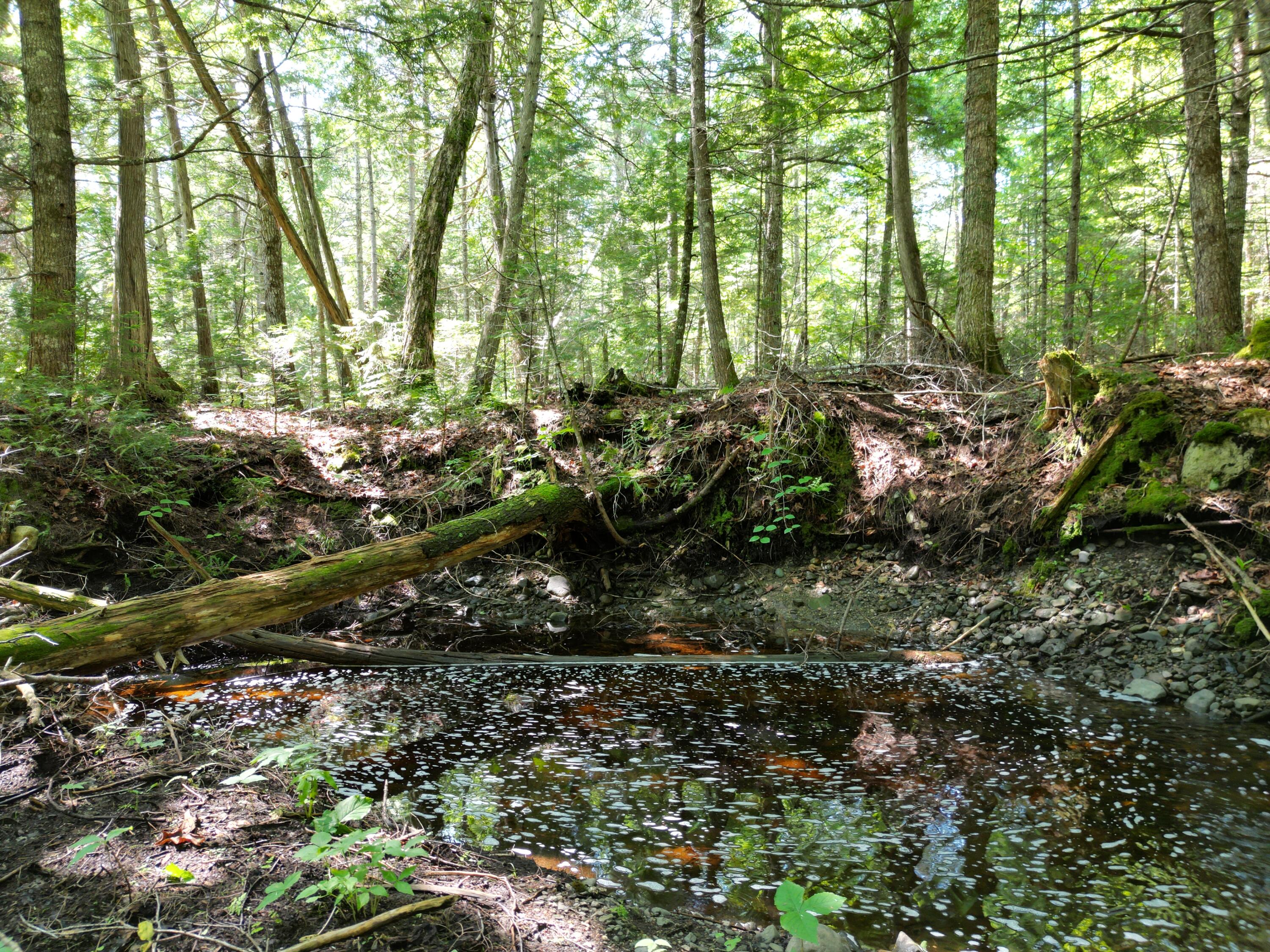 Lot 6 Dirty Glove Road Springfield, ME 04487 - Photo 20 of 21 DJI_0024