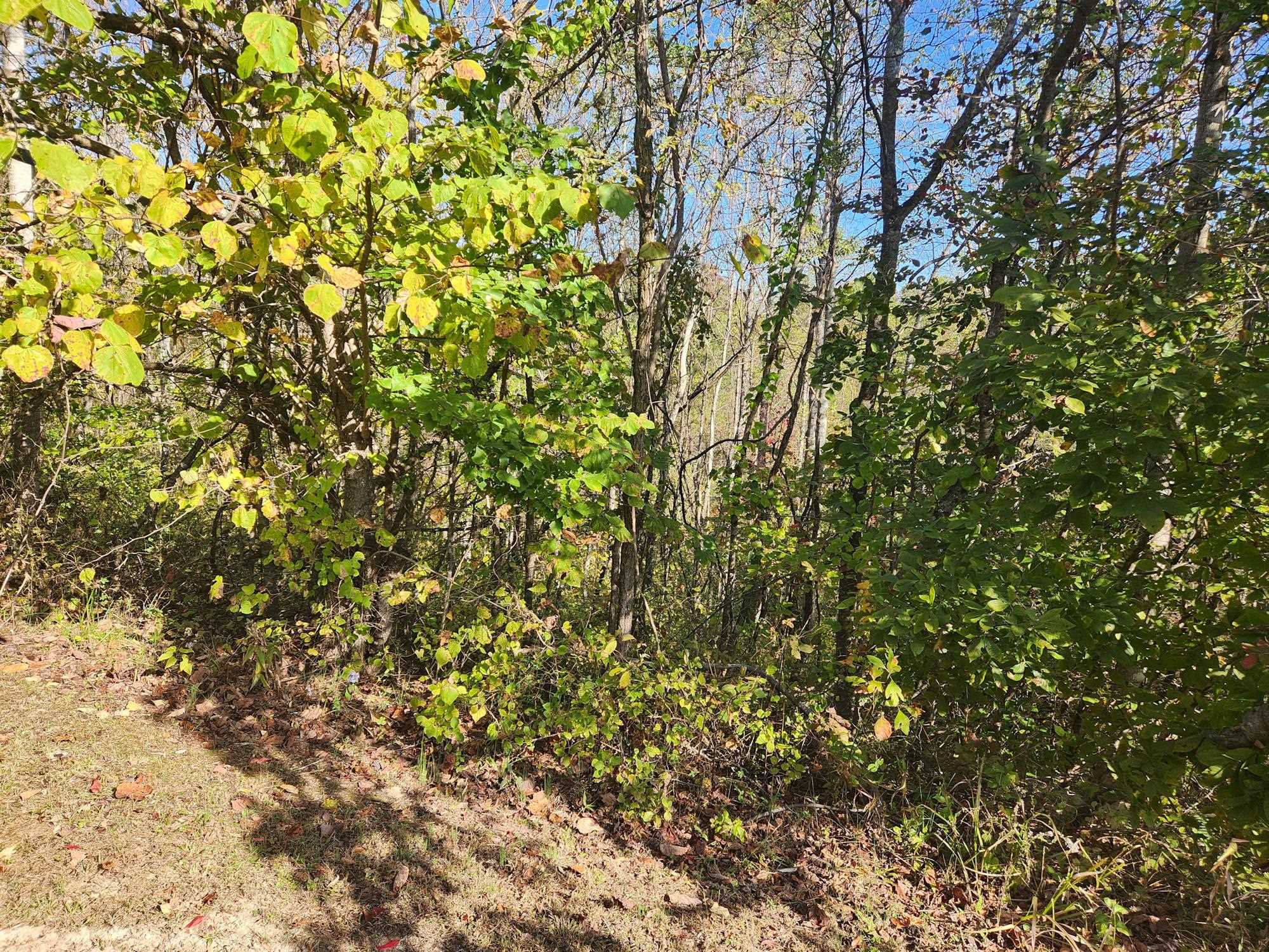 0 Kiser Fork Road Grayson, KY 41143 - Photo 5 of 48 Gallery Image 5