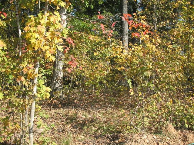 0 Red Bud Road Dover, TN 37058 - Photo 3 of 5 Gallery Image 3