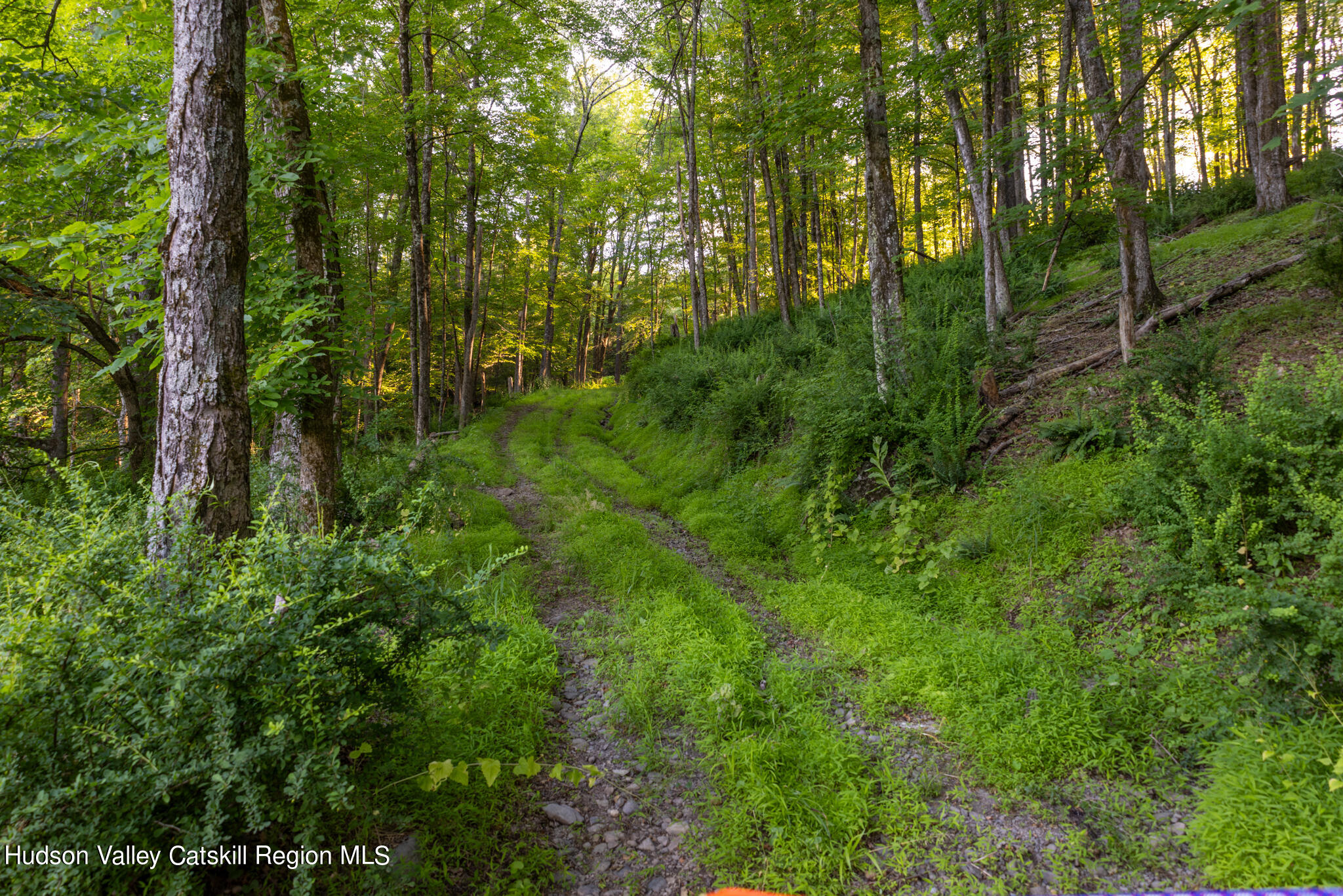 4049 Atwood Road, Unit END OF GERWIN ROAD Stone Ridge, NY 12484 - Photo 22 of 30 a view of a forest with trees