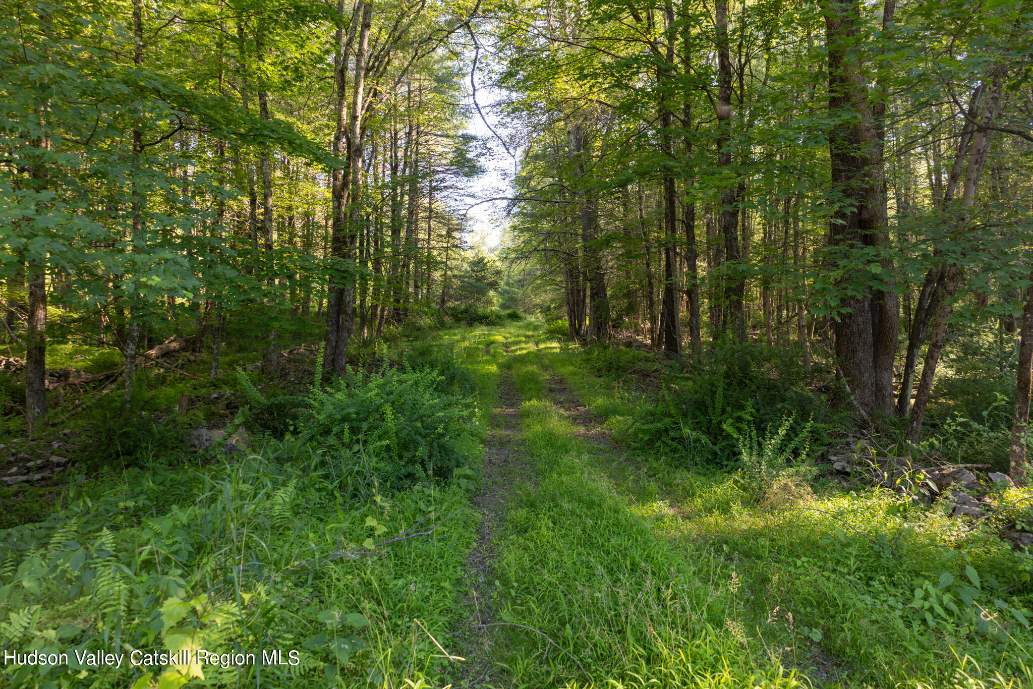 4049 Atwood Road, Unit END OF GERWIN ROAD Stone Ridge, NY 12484 - Photo 4 of 30 a view of a lush green forest