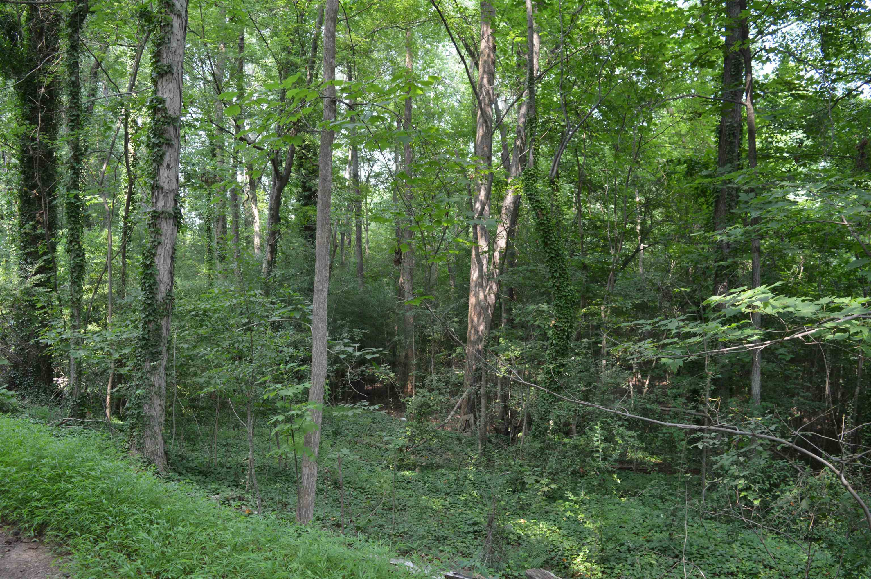 a view of a forest that has large trees