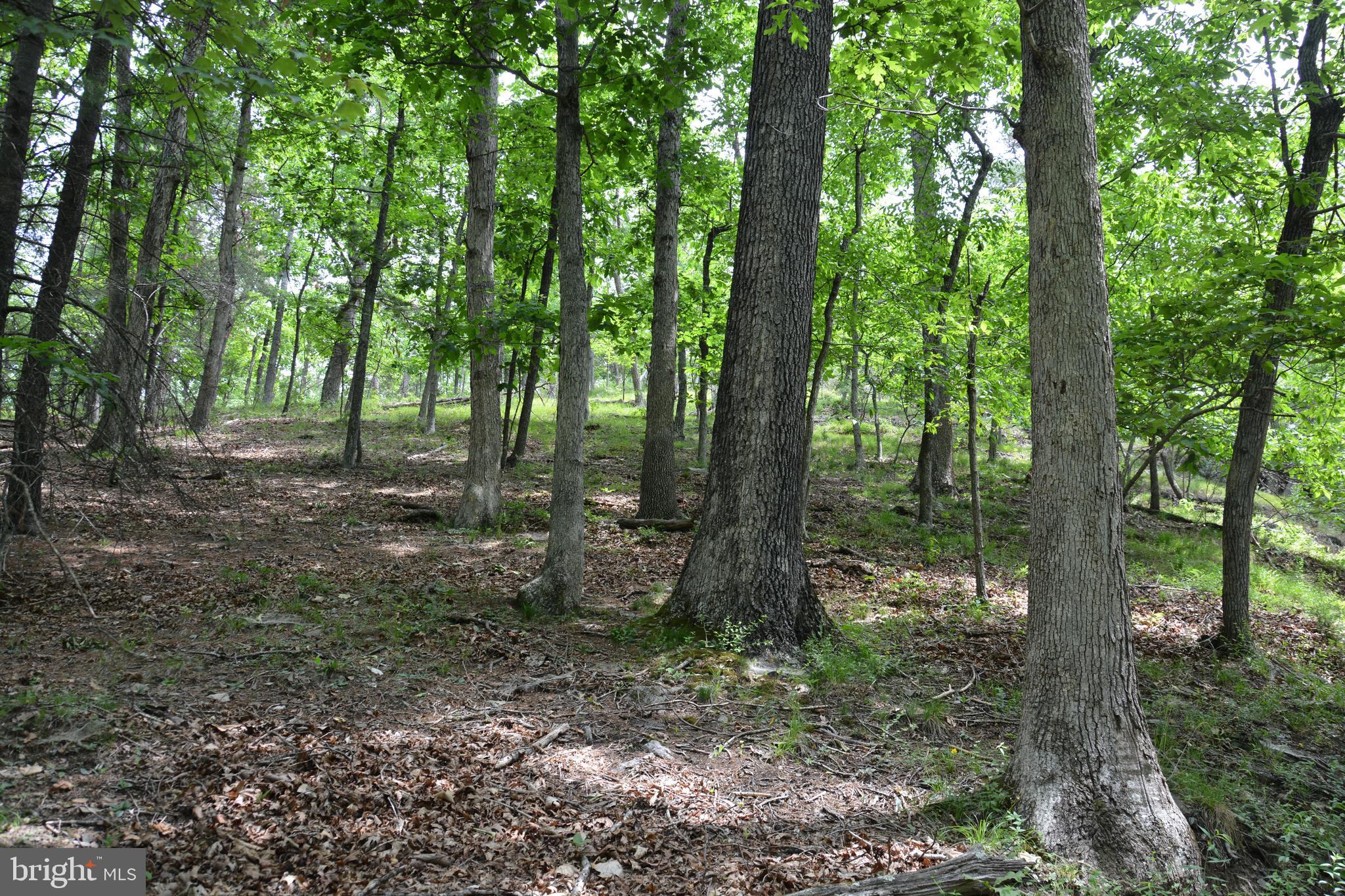 Two Lots On Siler Road Winchester, VA 22603 - Photo 27 of 38 a view of a forest that has large trees