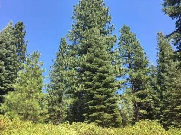 $17,500 | 75 Fox Peak Drive, Westwood, CA 96137