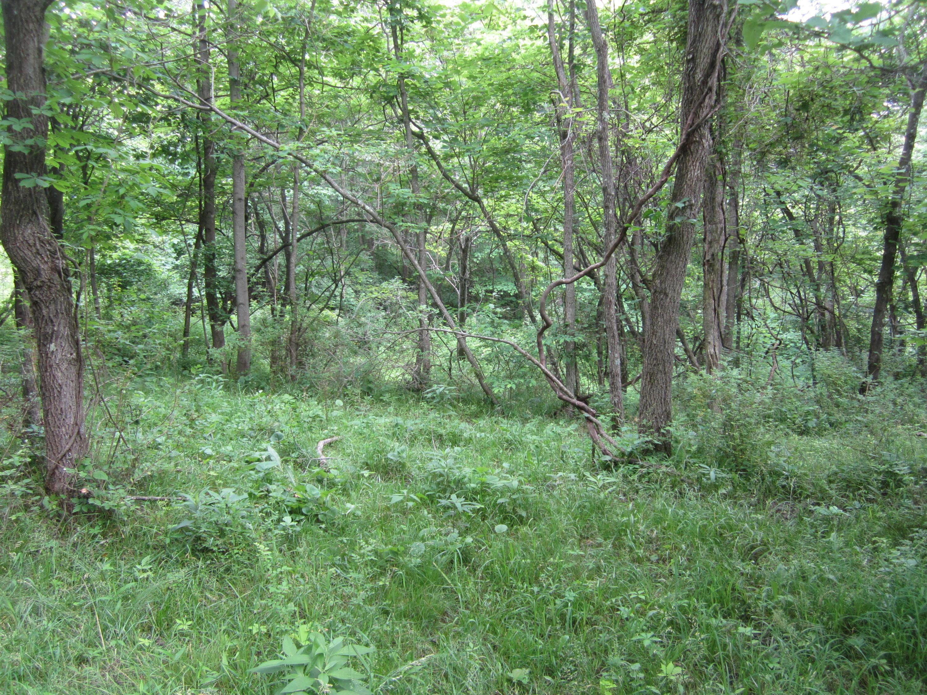 0 Shady Grove Road New Concord, OH 43762 - Photo 8 of 13