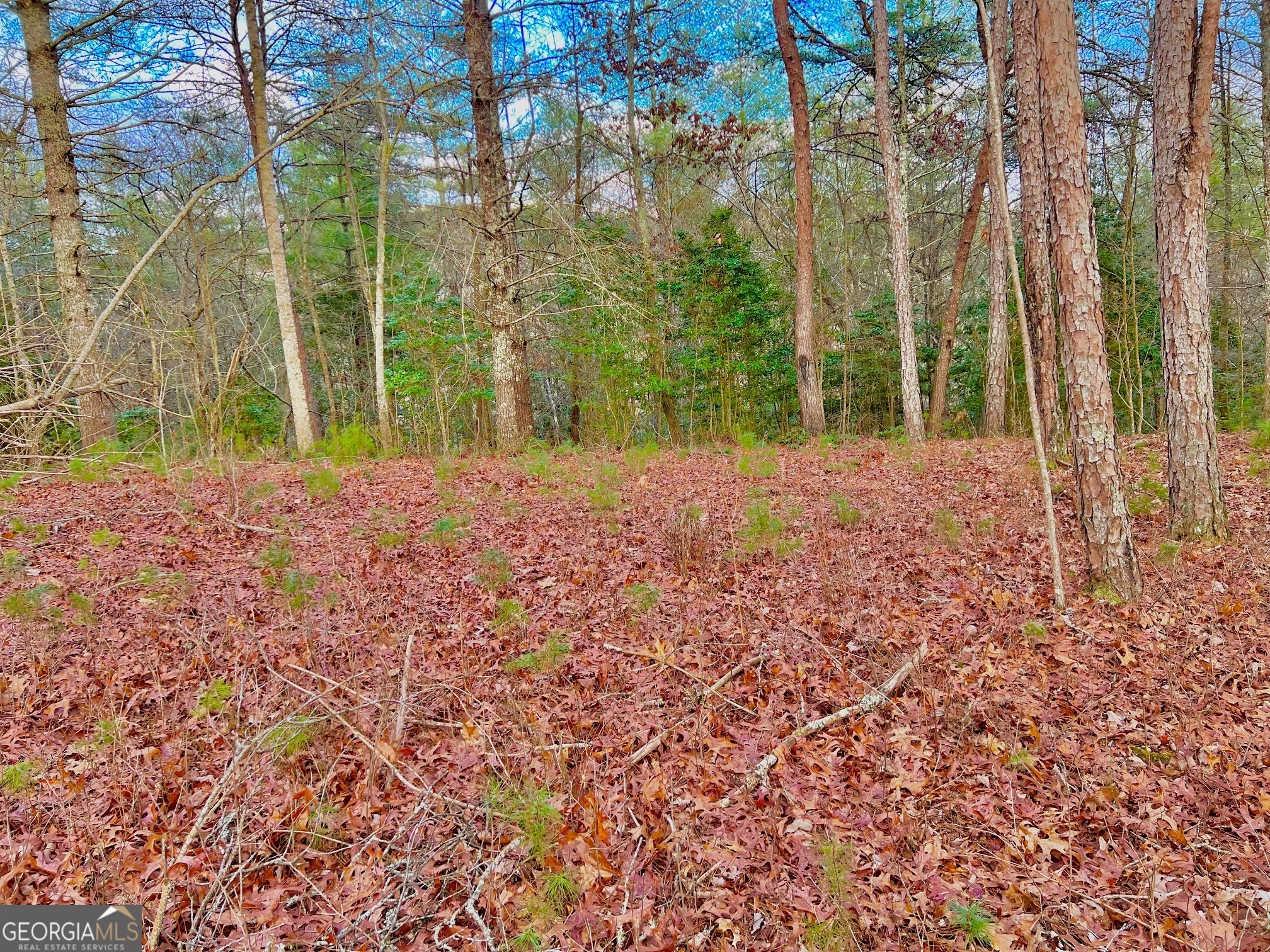 0 Hawks View Morganton, GA 30560 - Photo 13 of 21 a view of a yard with plants and large trees